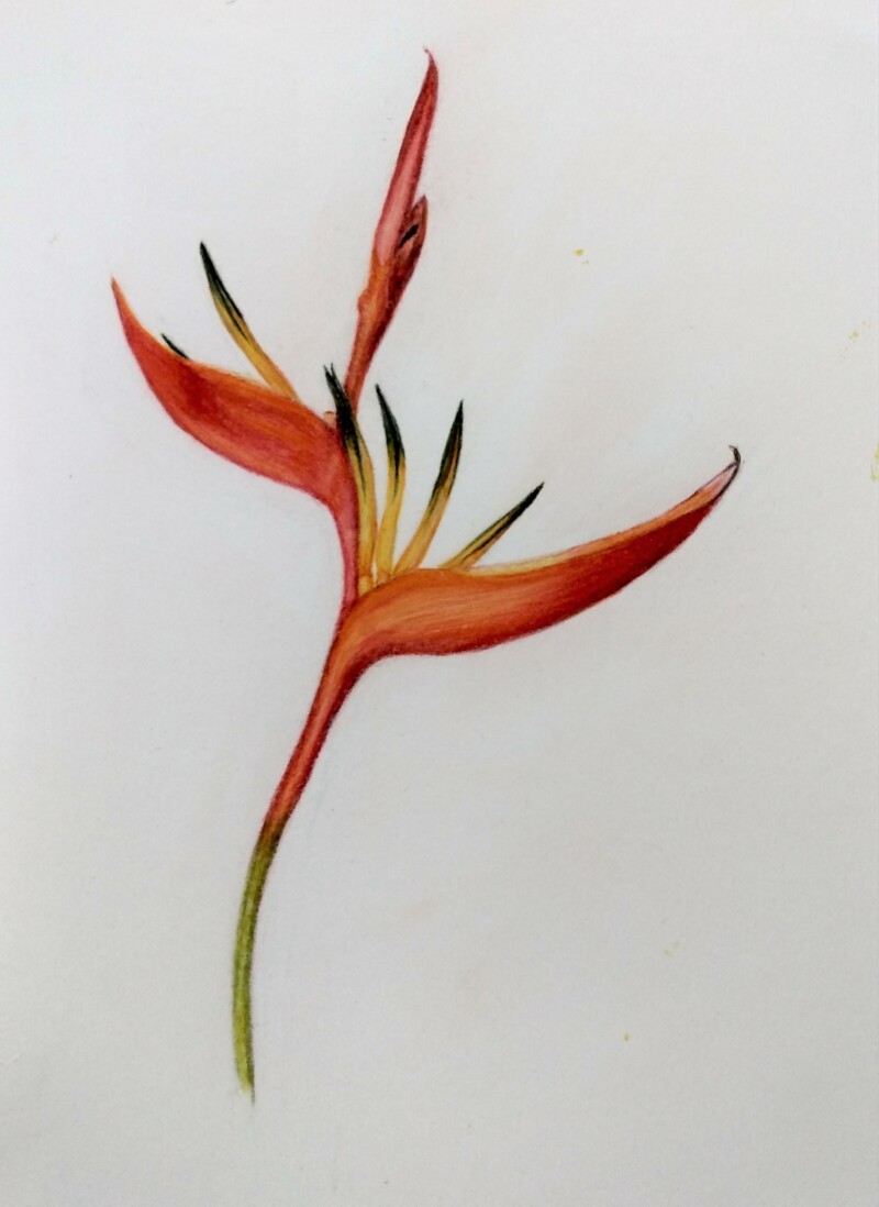 del-greco_-heliconia-2