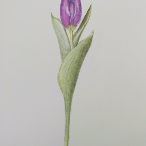 tulip_delgreco_3/5/23