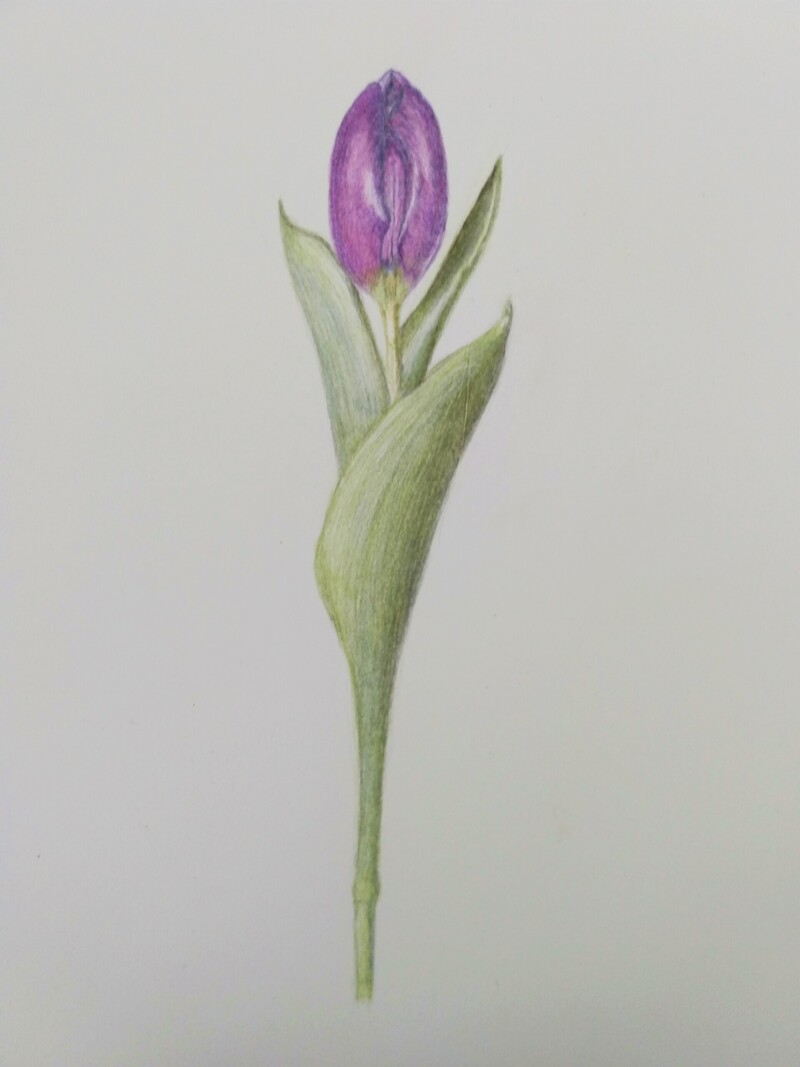 tulip_delgreco_3-5-23