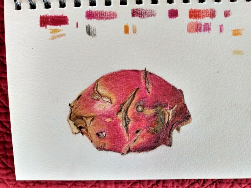 dragonfruit_delgreco_3-25-23