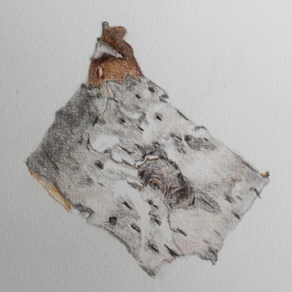 birch bark