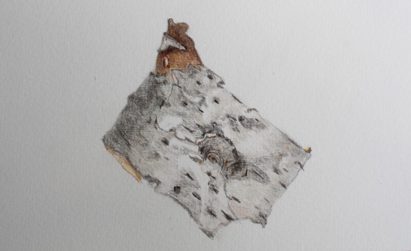 birch-bark-2