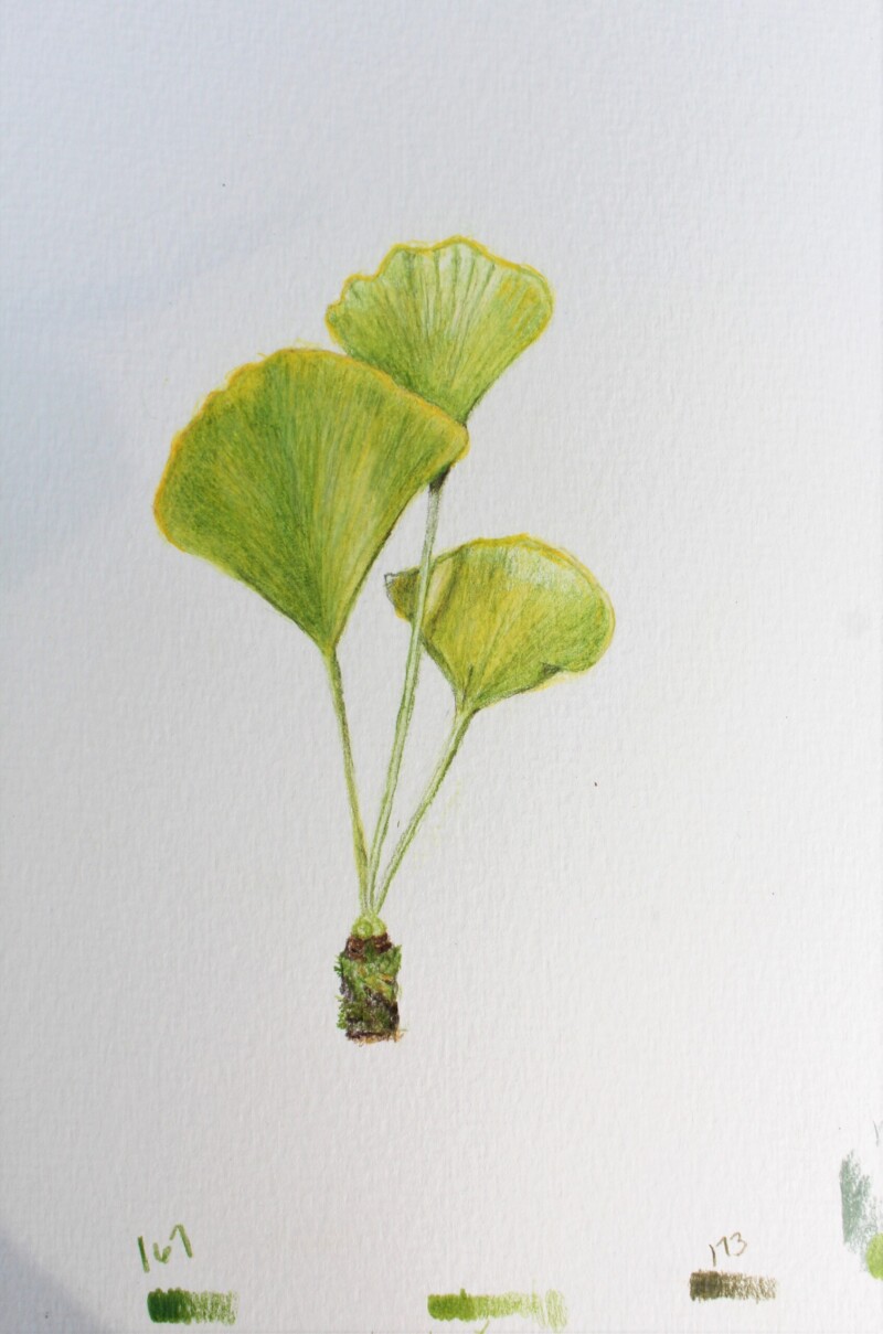 ginkgo