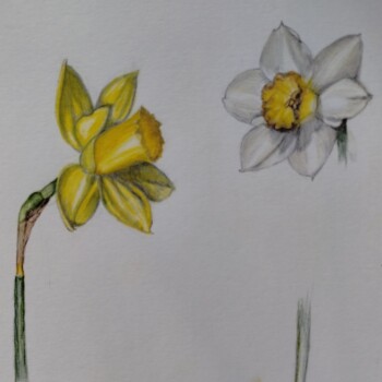 two-daffodils-2
