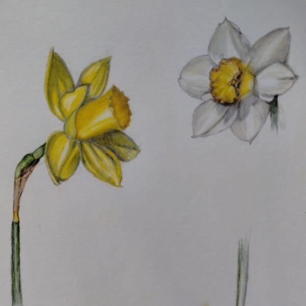two daffodils 2