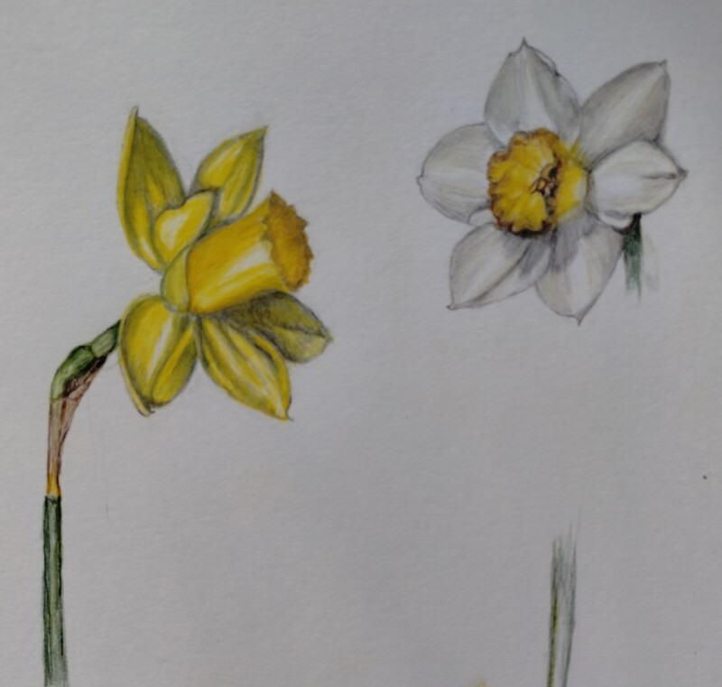 two-daffodils-2