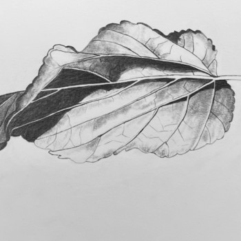 morus-alba-fruitless-mulberry