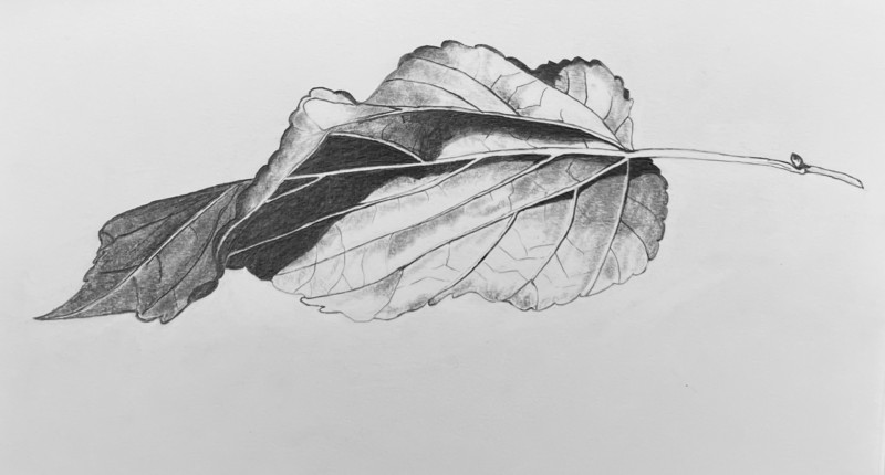 morus-alba-fruitless-mulberry