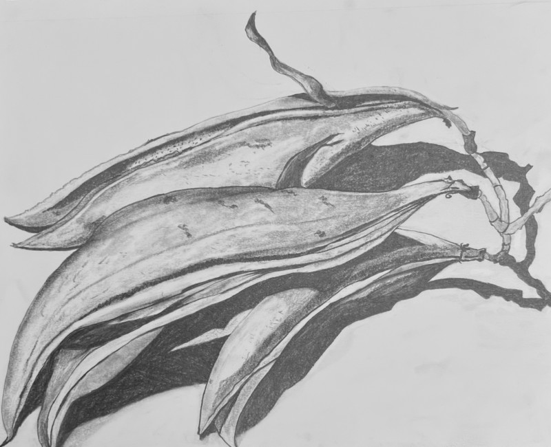 campsis-radicans-seed-pods