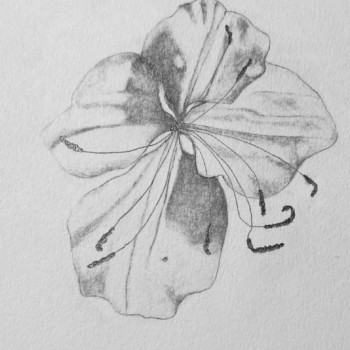 oenathera-speciosa-mexican-evening-primrose
