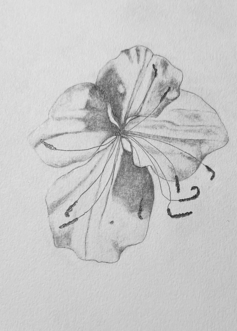 oenathera-speciosa-mexican-evening-primrose