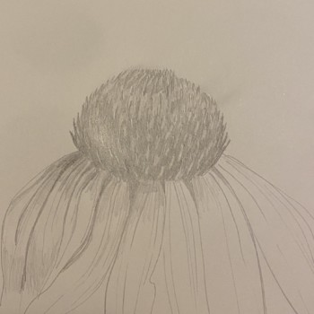 quick-sketch-of-echinacea