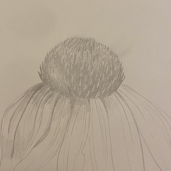 Quick sketch of echinacea 
