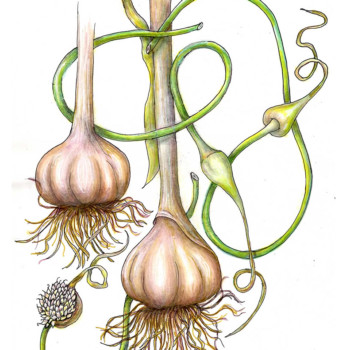 garlic-scapes-081722