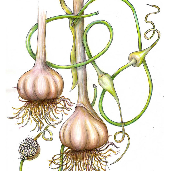 Garlic Scapes 081722