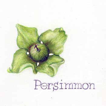 persimmons-052724