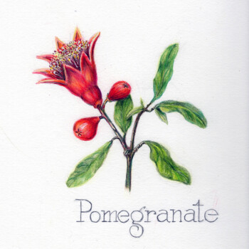 promegrante-052724