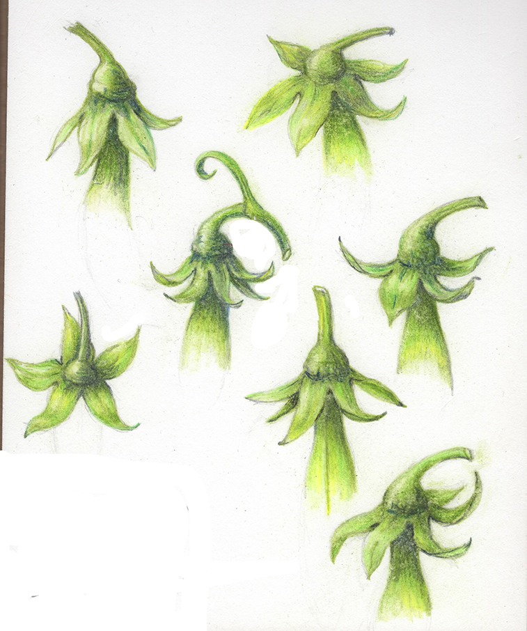 sugar-snap-peas-060724