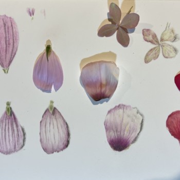 petal-practice-cosmos-rose-of-sharon-geranium-hydrangea