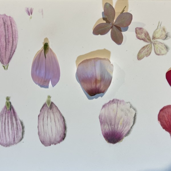 Petal practice - Cosmos, Rose of Sharon, Geranium, Hydrangea