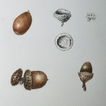 acorns-7