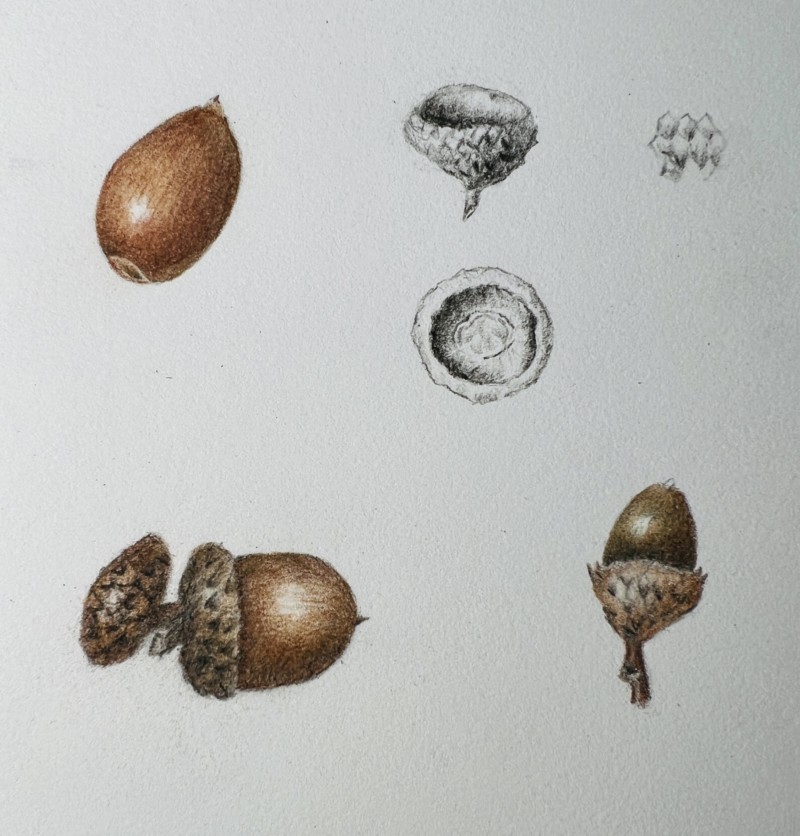 acorns-7