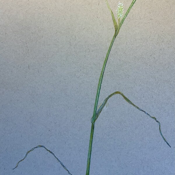 Sedge. Carex hystreicina 