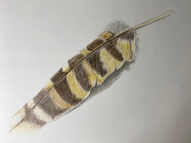 db-feather-8