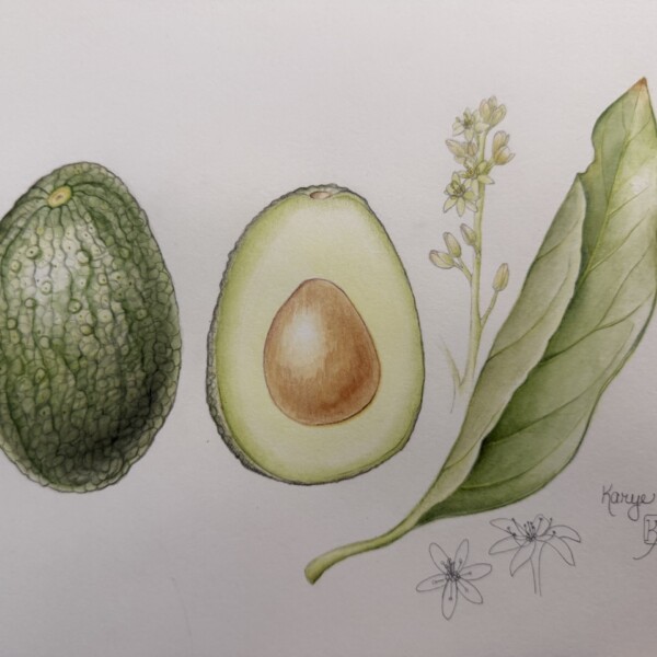 Avocado started in the Zoom workshop