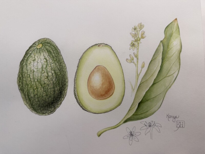 avocado-started-in-the-zoom-workshop-lots-of-green-pencils-used-lately-%f0%9f%99%82