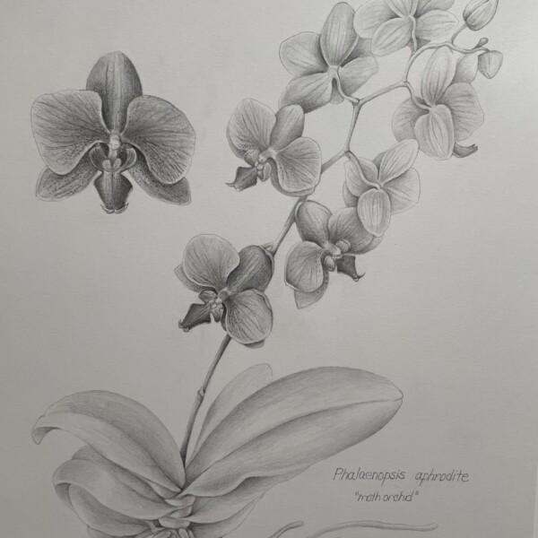 Orchid in graphite