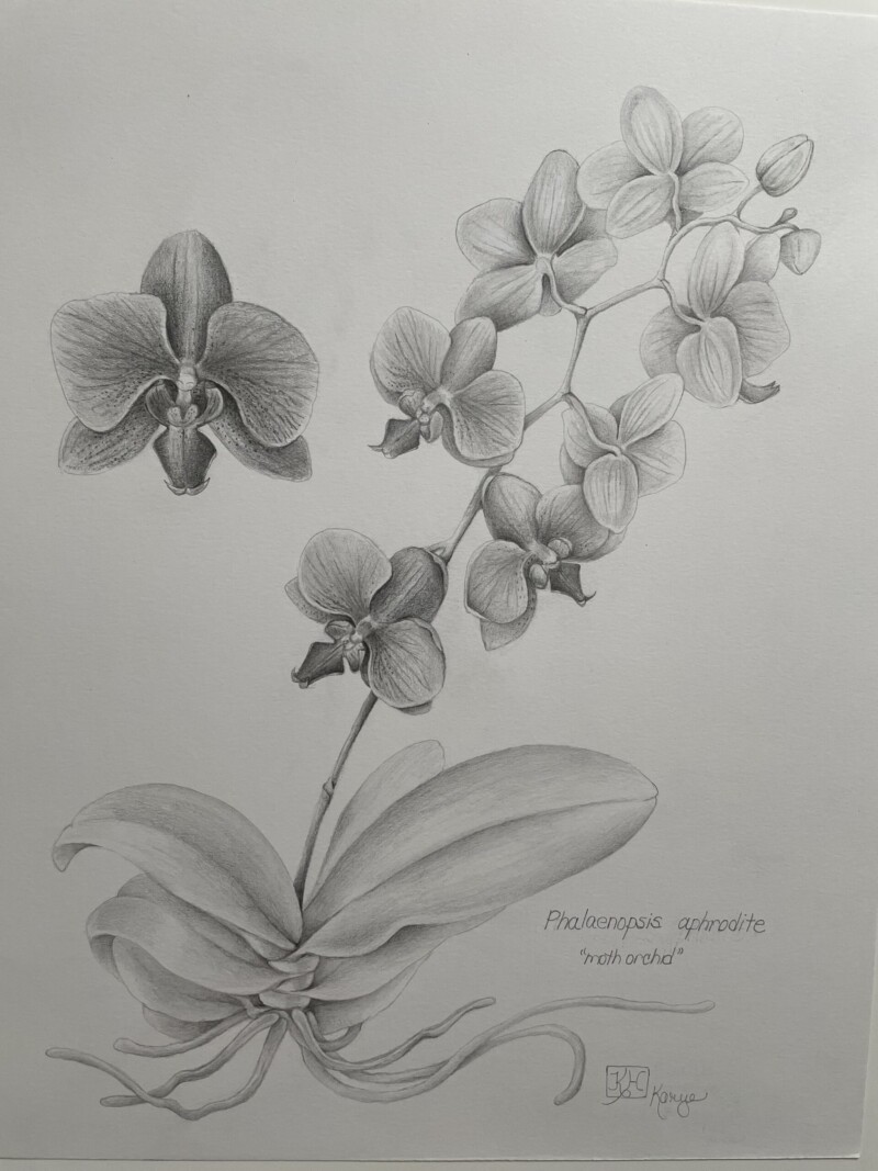 orchid-in-graphite