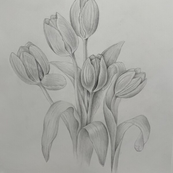 Tulips in graphite