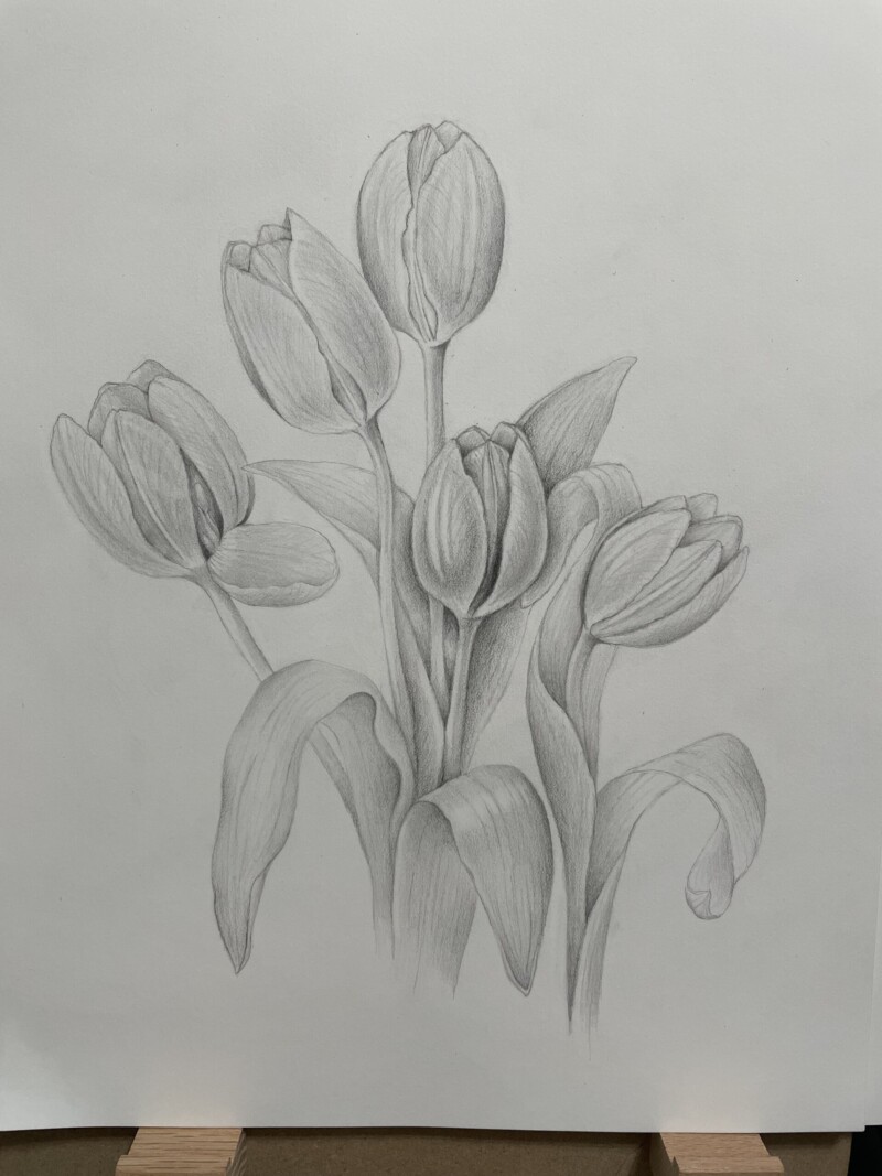 tulips-in-graphite
