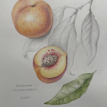 peaches-in-colored-pencil-and-graphite
