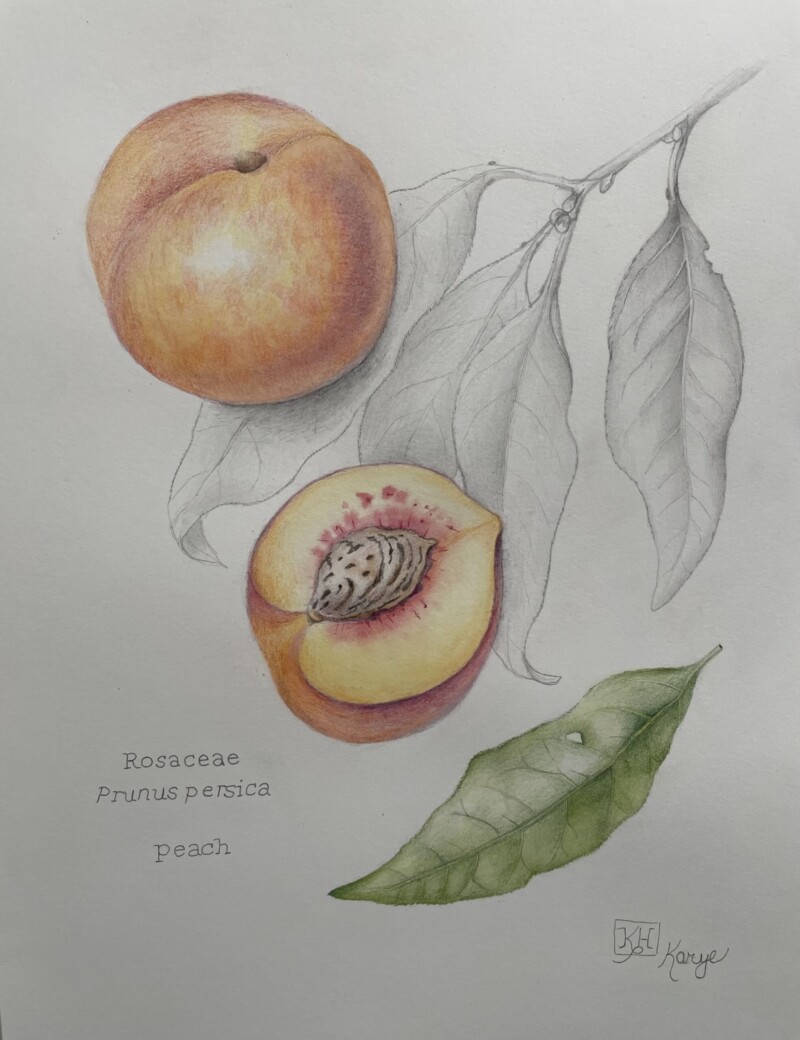 peaches-in-colored-pencil-and-graphite
