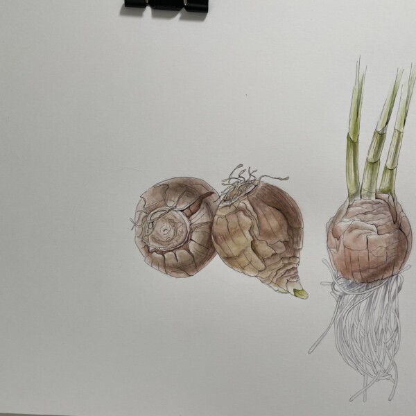 Paperwhite bulbs in pen & watercolor