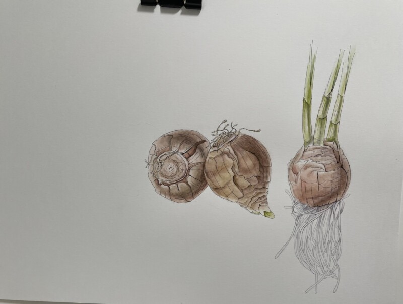 paperwhite-bulbs-in-pen-watercolor