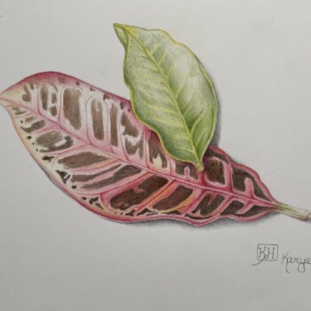 croton-leaves-kauai-drawing