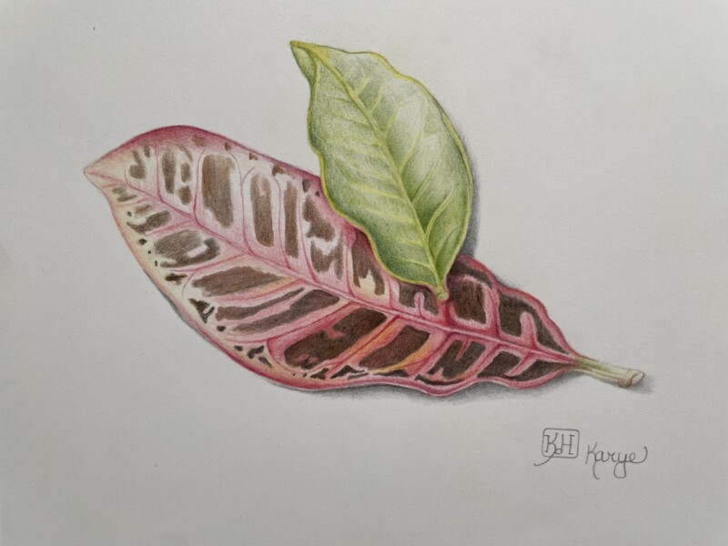 croton-leaves-kauai-drawing