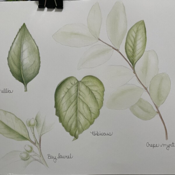 Green leaves study page