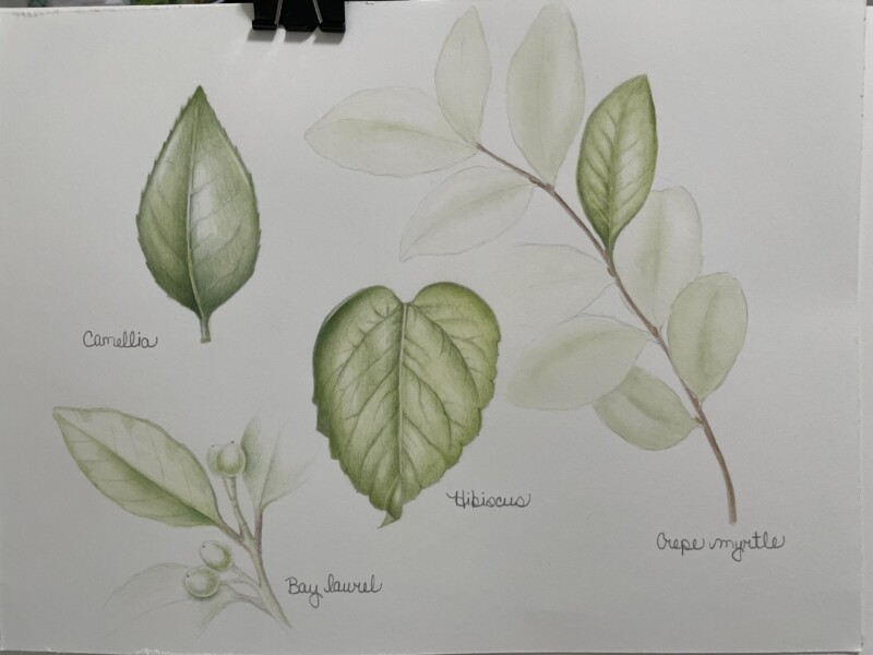 green-leaves-study-page