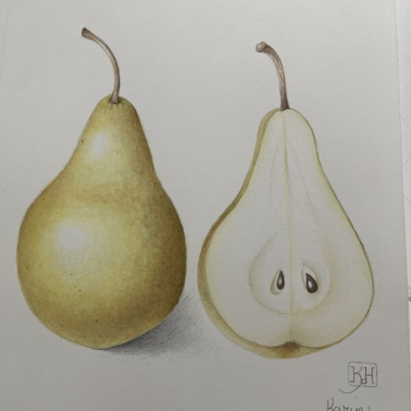 Bosc pear and cross-section from Workshop