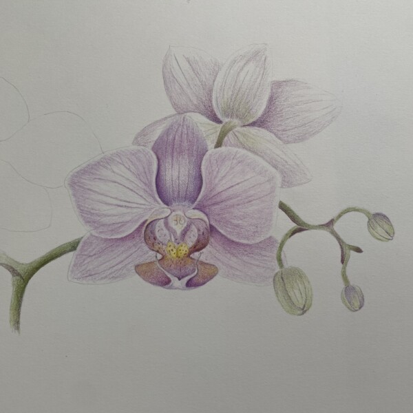 Moth orchid-IN PROCESS, on drawing paper