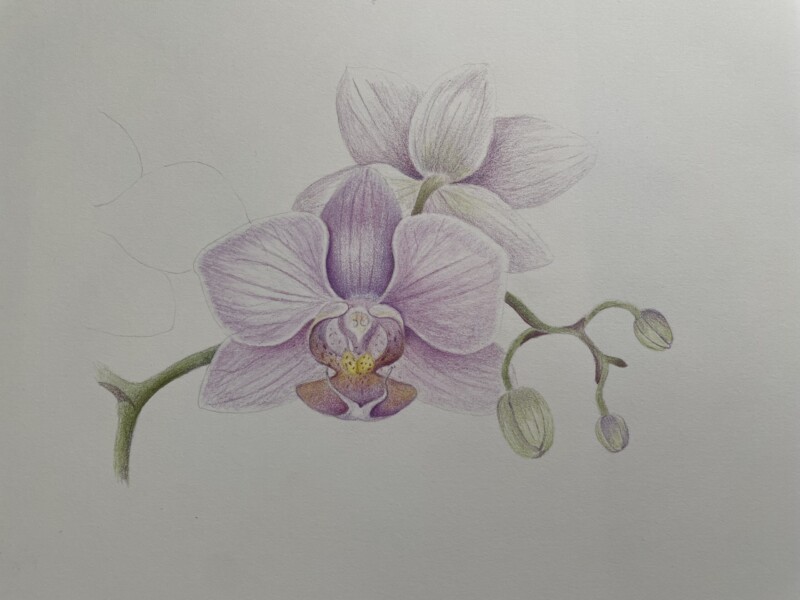 moth-orchid-in-process-on-drawing-paper