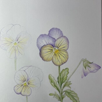 violas-in-process