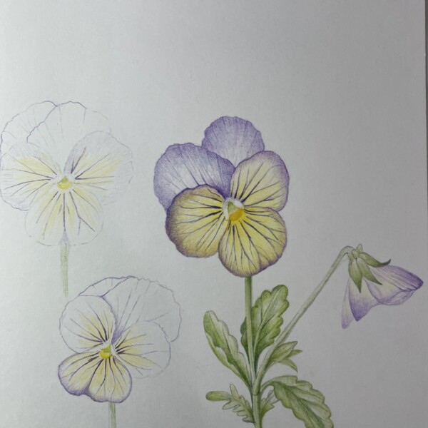 Violas in process