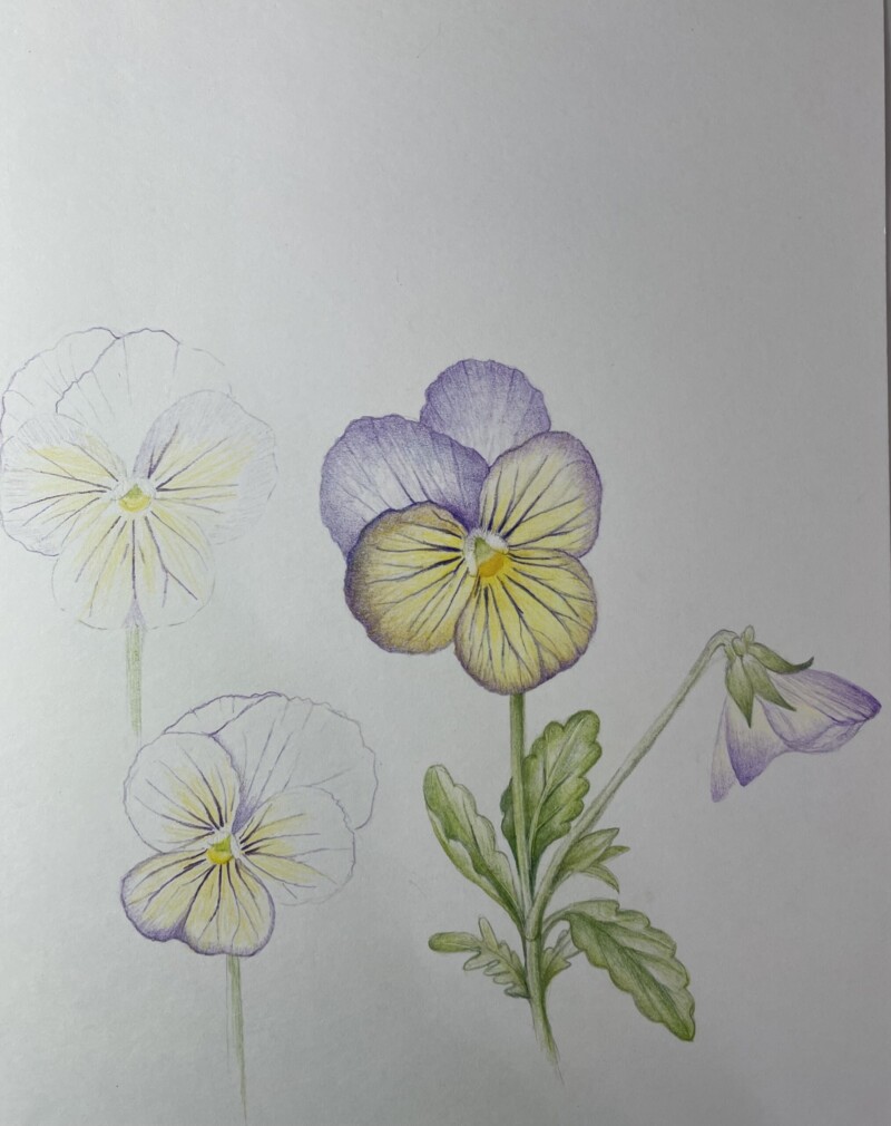 violas-in-process