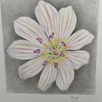 super-size-lewisia-columbiana