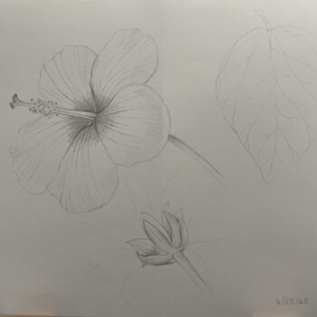 hibiscus-sketch